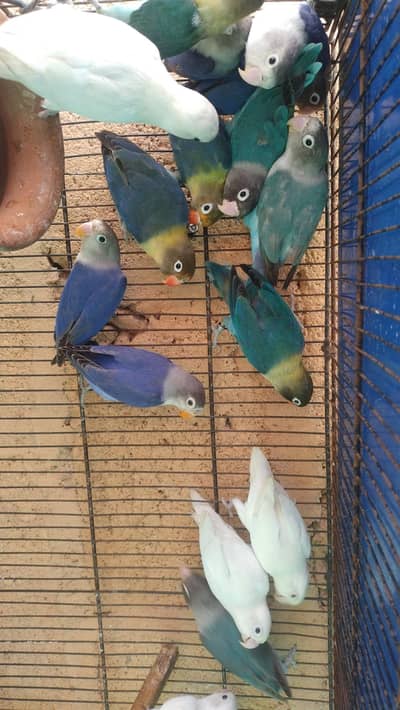 mix love bird 28 piece