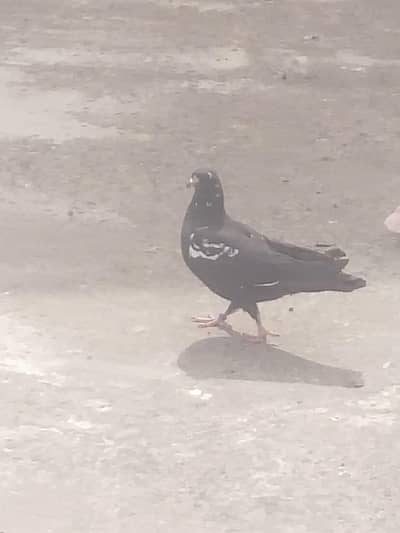 sare aik Sath Dena ha 20 pieces