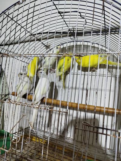 baji tote h totally 6 piece h sub ek sat doga