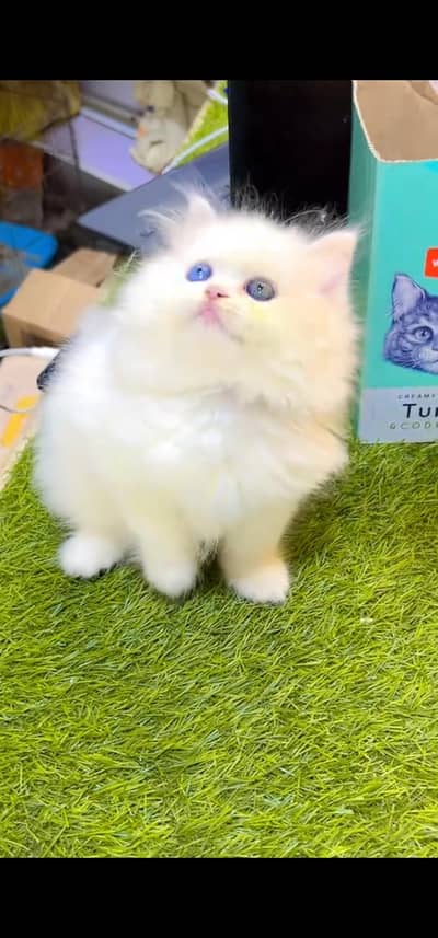 Quality Persian Punch face cat & kitten is 03233614642 WhatsApp