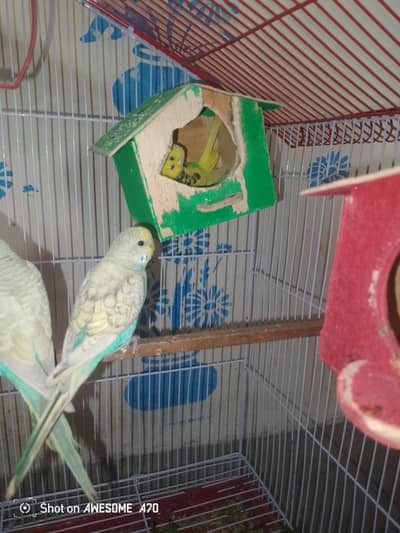 jora Laga howa h pasio ki zarort h is Leia sake karna h panjra b