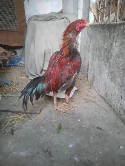 top quality aseel mianwali male