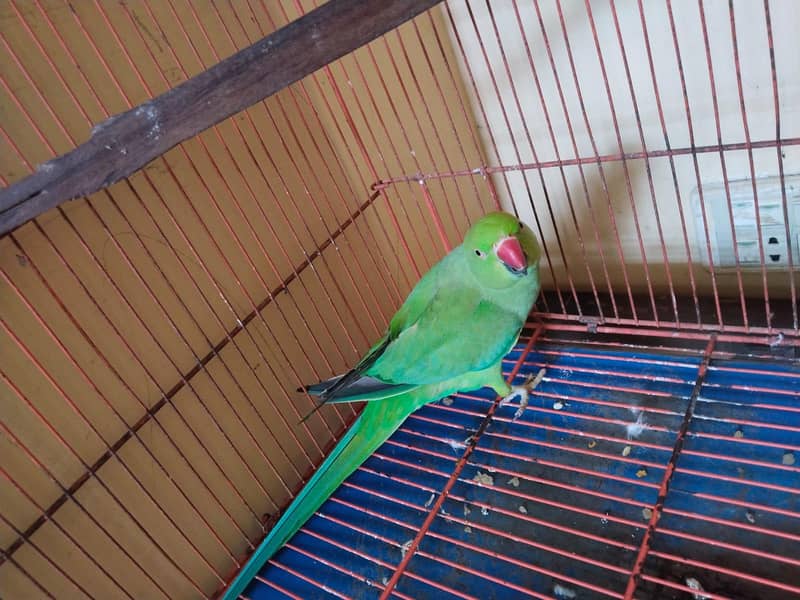 green Ring neck 0