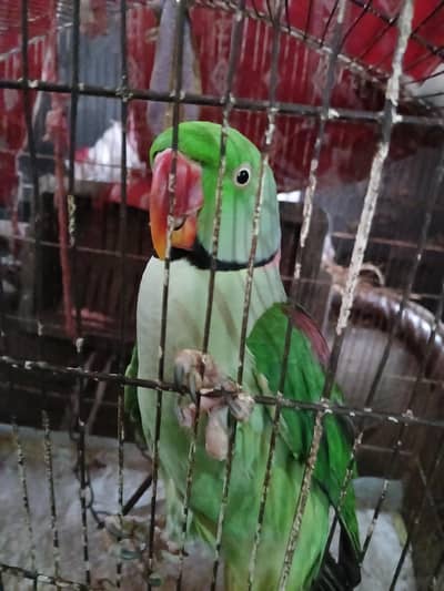 parrot  for sale