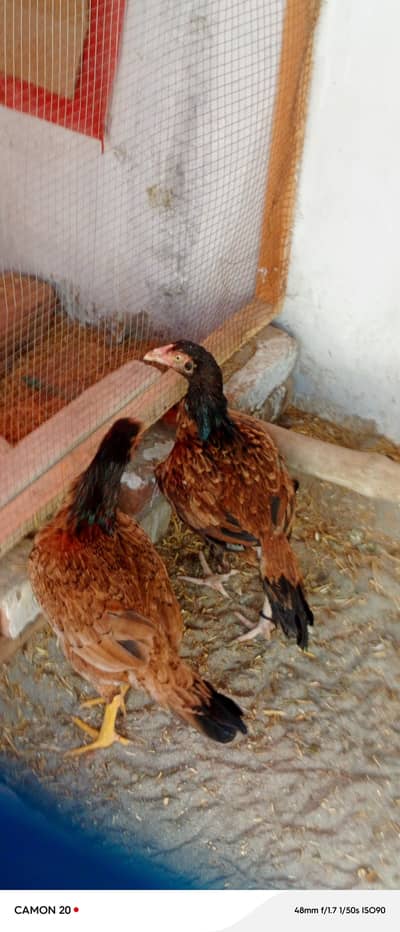 aseel hens for sale  whtsaap 0321