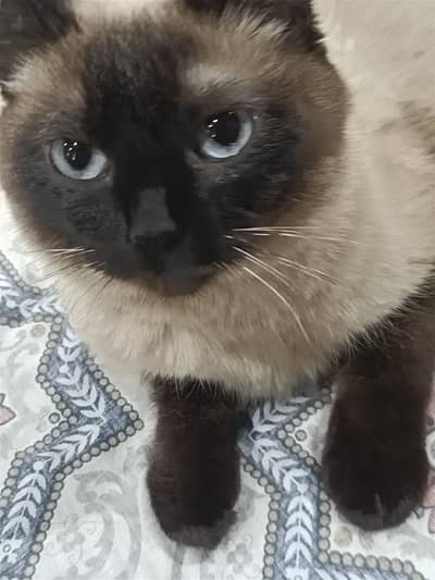 Siamese for sale