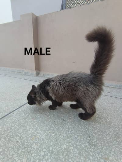 "Pair of Healthy Cats (Male + Female) for Sale | Friendly & Playful"