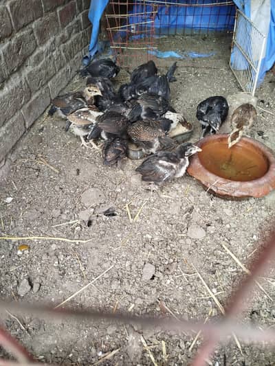 thaii . . penu lakhy. . .