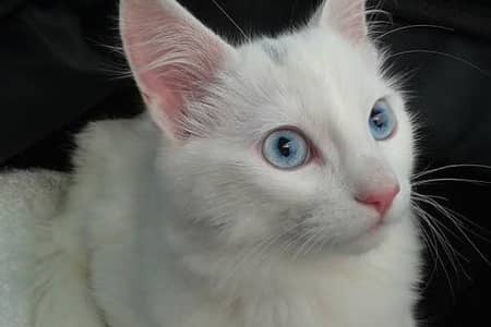 White single coat Persian Male