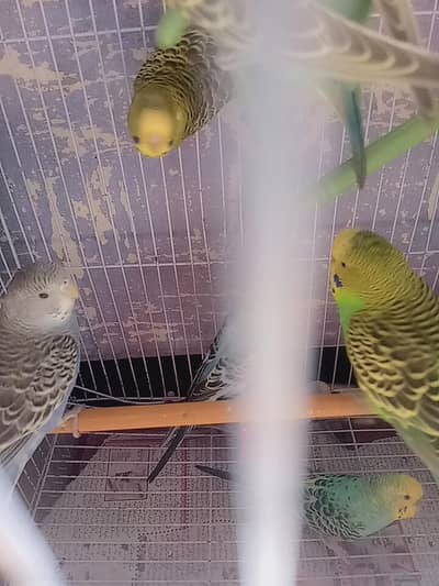 budgies dove all for sell