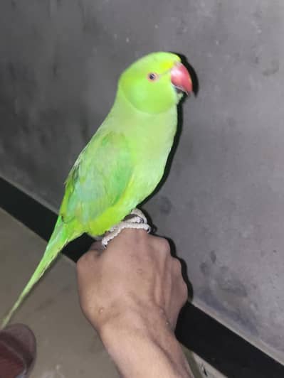 heand taam or bite nahi karta friendly ha