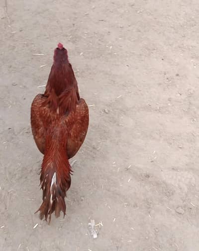 mianwali old nasall ka bird soo beautiful