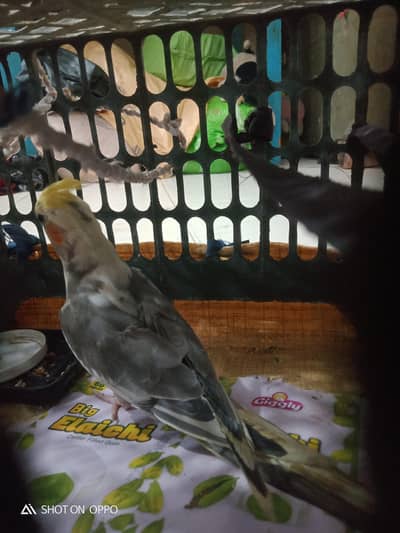 parrot Maza agent bhejna hai chahie to number de call karo