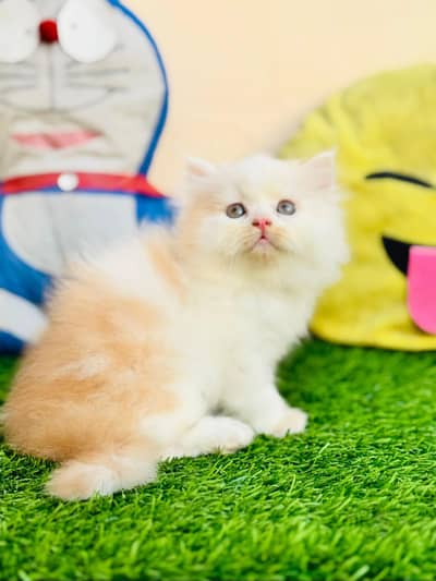 Persian cat for sale my WhatsApp number 0329-26-51-586