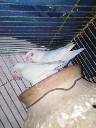 Albino Red eye breather pair