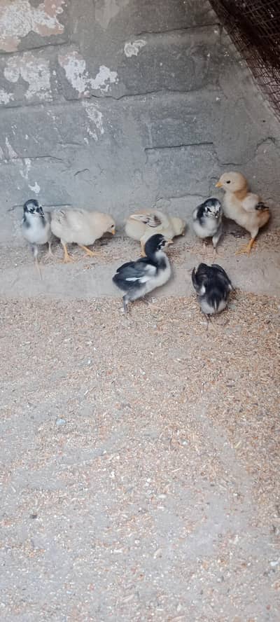 Aseel chicks  for sale
