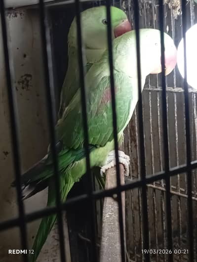 Raw females for sale specail eid offer