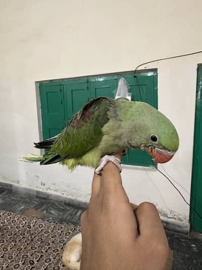 Raw parrot chick for sale