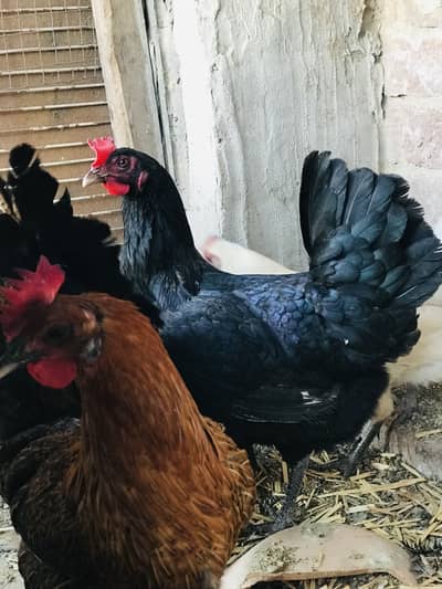 1 lohmen black female + 2 desi + 1 Male desi