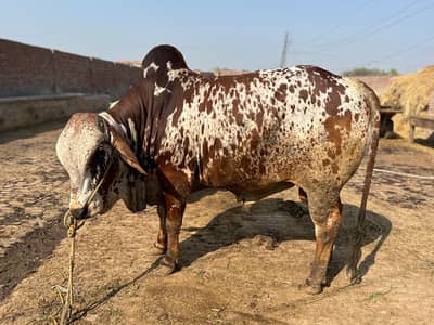 2  dant Aur 4dant qurban k liy khobsort janwar