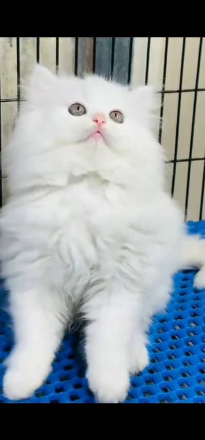 Quality Persian Punch face cat & kitten is 03233614642 WhatsApp