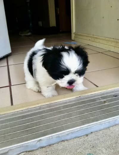 Shihtzu puppies 03075273683