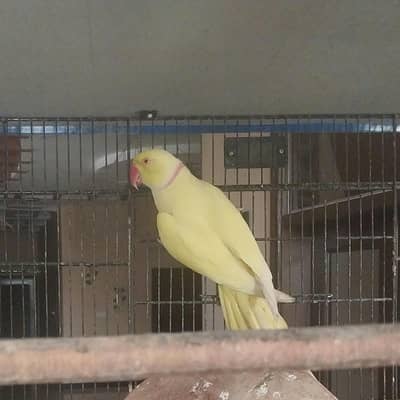 5 year yellow ring neck  male