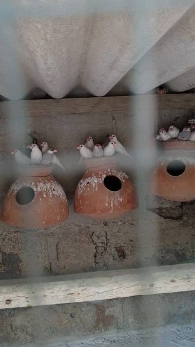 3 breader pairs white java ek pair garay fawn split