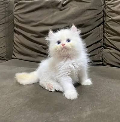 Persian cat for sale my WhatsApp number 0329-26-51-586