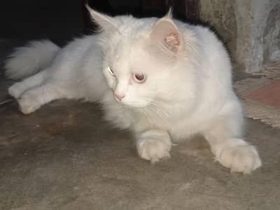 Very Adorable Blue Eyed Three Coated Persian Cat