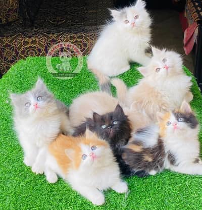 3rpl coat punch face parsian kittens