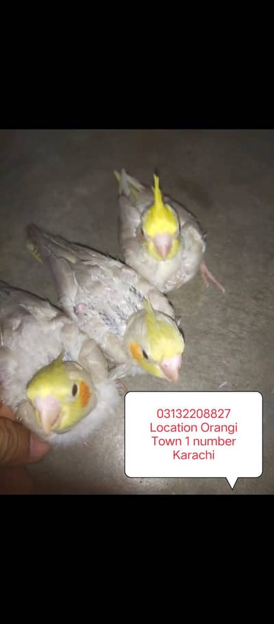 Hand Tamed Fawn Cream Face Cockatiel chicks  And Grey Cockatiel Chicks