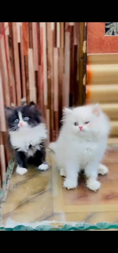 Quality Persian Punch face cat & kitten is 03233614642 WhatsApp