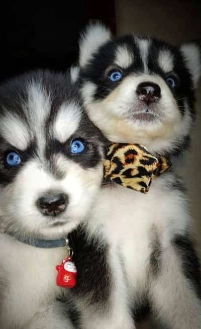 Husky Pups