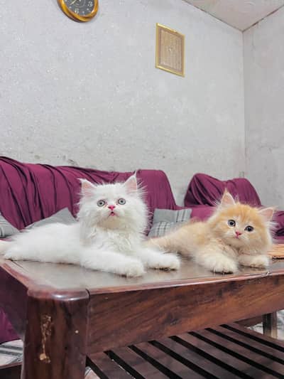 Persian cat for sale my WhatsApp number 0329-26-51-586