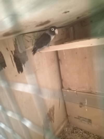 green fisher into black mask rear bird  breeder pear he