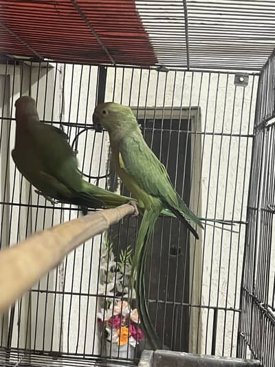Green parrot breader pair ha confrm whtsp. 0308-53-01-60-3