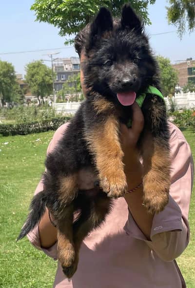 German Shepherd male puppy for sale 03262107955 my WhatsApp number