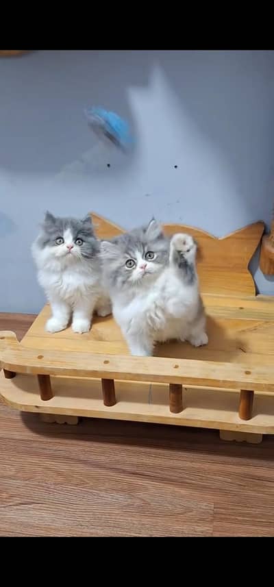 Quality Persian Punch face cat & kitten is 03233614642 WhatsApp