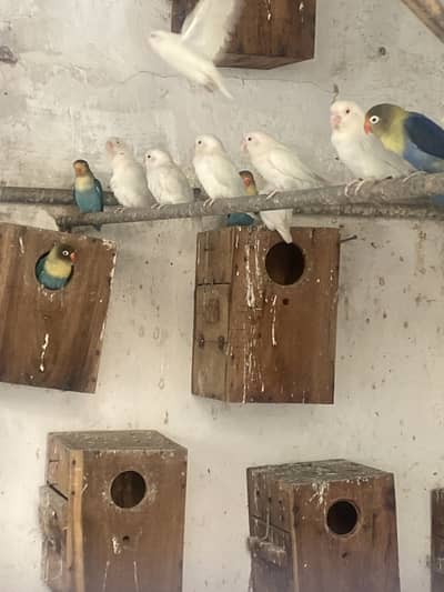 Albino red eyes love bird