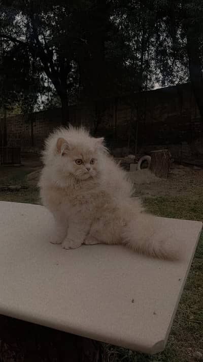 only 2 kittens are available