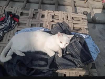 active and playful kitten