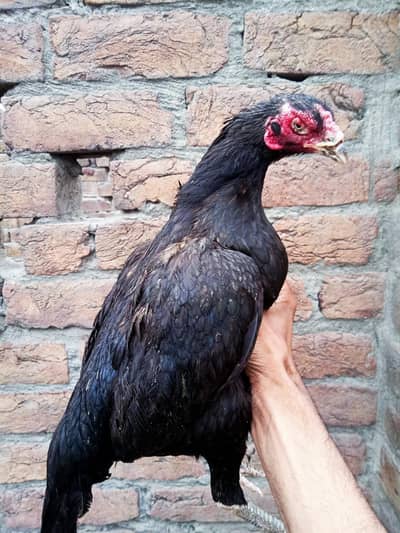 lassani Madi Forsale