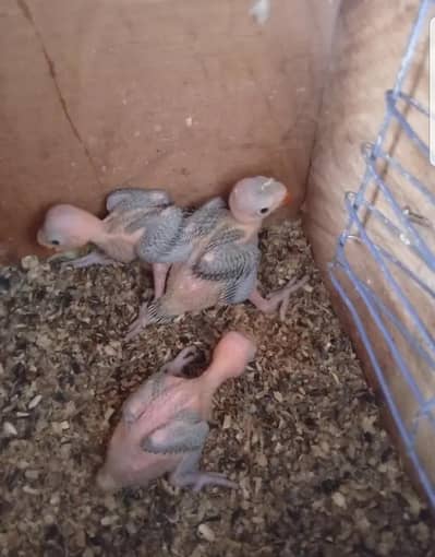 green chicks healthy and acitive