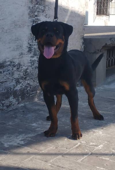 Rottweiler male puppy
