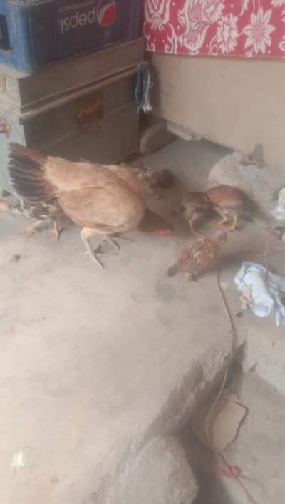 murghy murghya for sell