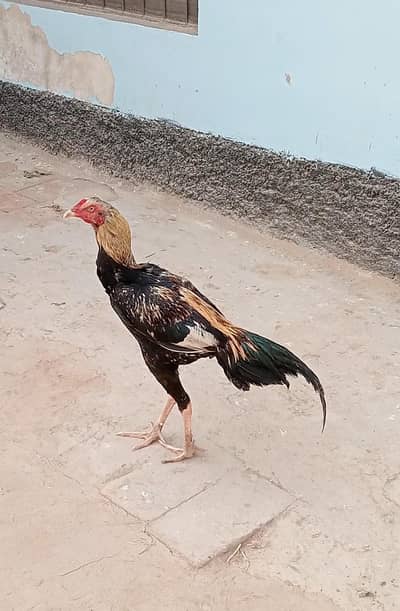 Sindhi Mianwali Cross patha