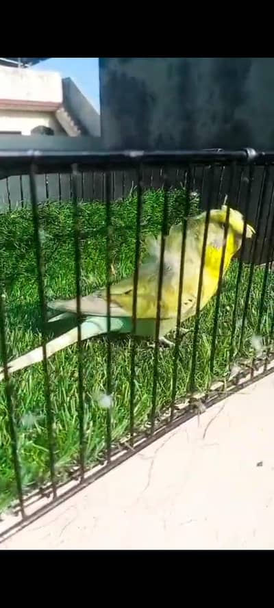 hogoromo males red eyes and rainbow colour . 1cocktail pair bachoun wal