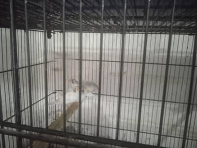 All Setup Umer cage 8 portion 9/10 budgies finches 03152495106