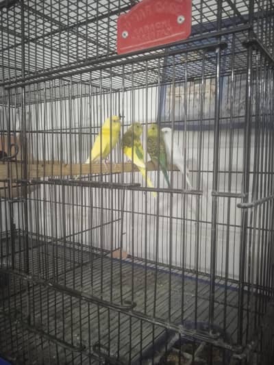 All Setup Umer cage 8 portion 10/10 budgies  03152495106